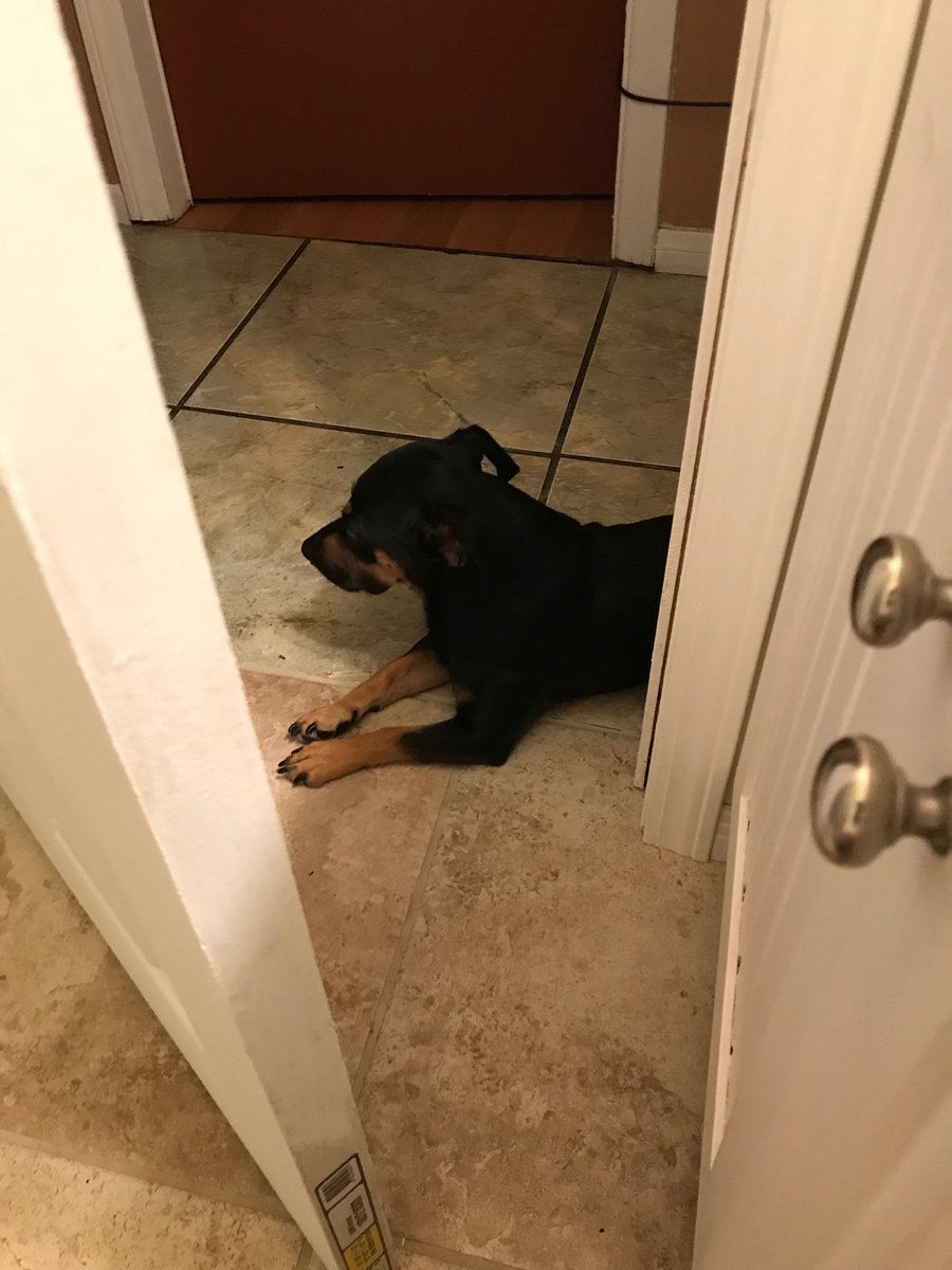 SantiagoOrtizJr's tweet photo. I hear a βThump!β next to the door as I am sitting in my throne letting out a few βplopskis,β strategizing into the multiplication of my nuclear warheads. When I open the door, I see this:
#AdoptDontShop #LoyalFriend #MySecondSon #Family #Plopski #PoopskiPotatoes #Bodyguard https://t.co/EFfJlL1LoZ