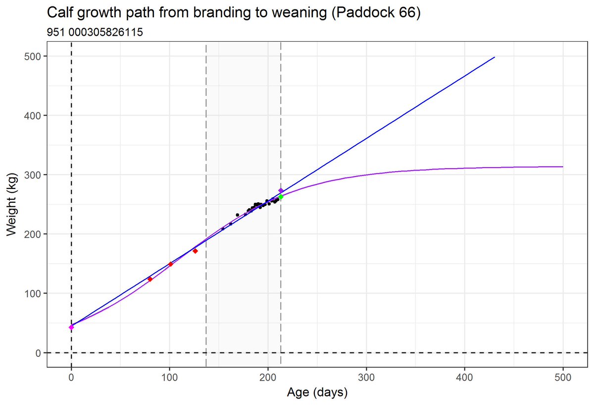 donmenzies71's tweet photo. My French intern, Adrien Benoist, did a fantastic job 2day presenting his research on ‘Using Walk-over-Weighing to determine birth weight in extensive beef cattle’ #backcalculated #lesslabour #nostress #CQUniAg https://t.co/euYus0Qdqf