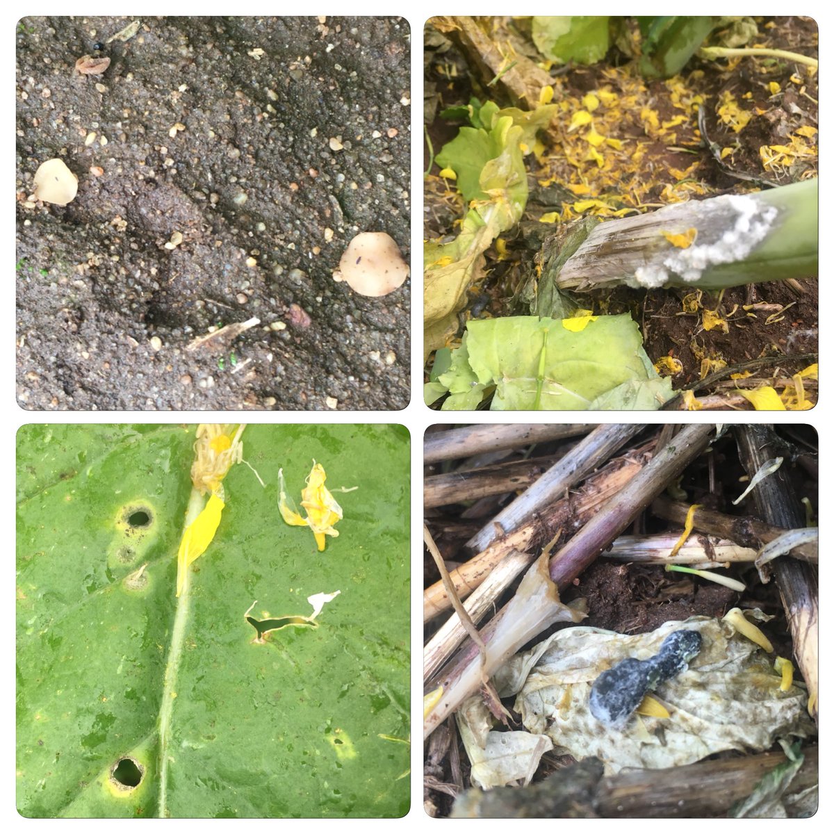Checking #BayerTrial’s in Midwest WA this morn, canola &amp;Lupins. Not hard to find fresh apothecia. 🔺Sclerotinia infections in untreated but 👍🏼Aviator Xpro job from 30% flowering application really holding up leaf lesions. More weather on way = Infection events. #dontgetcaught