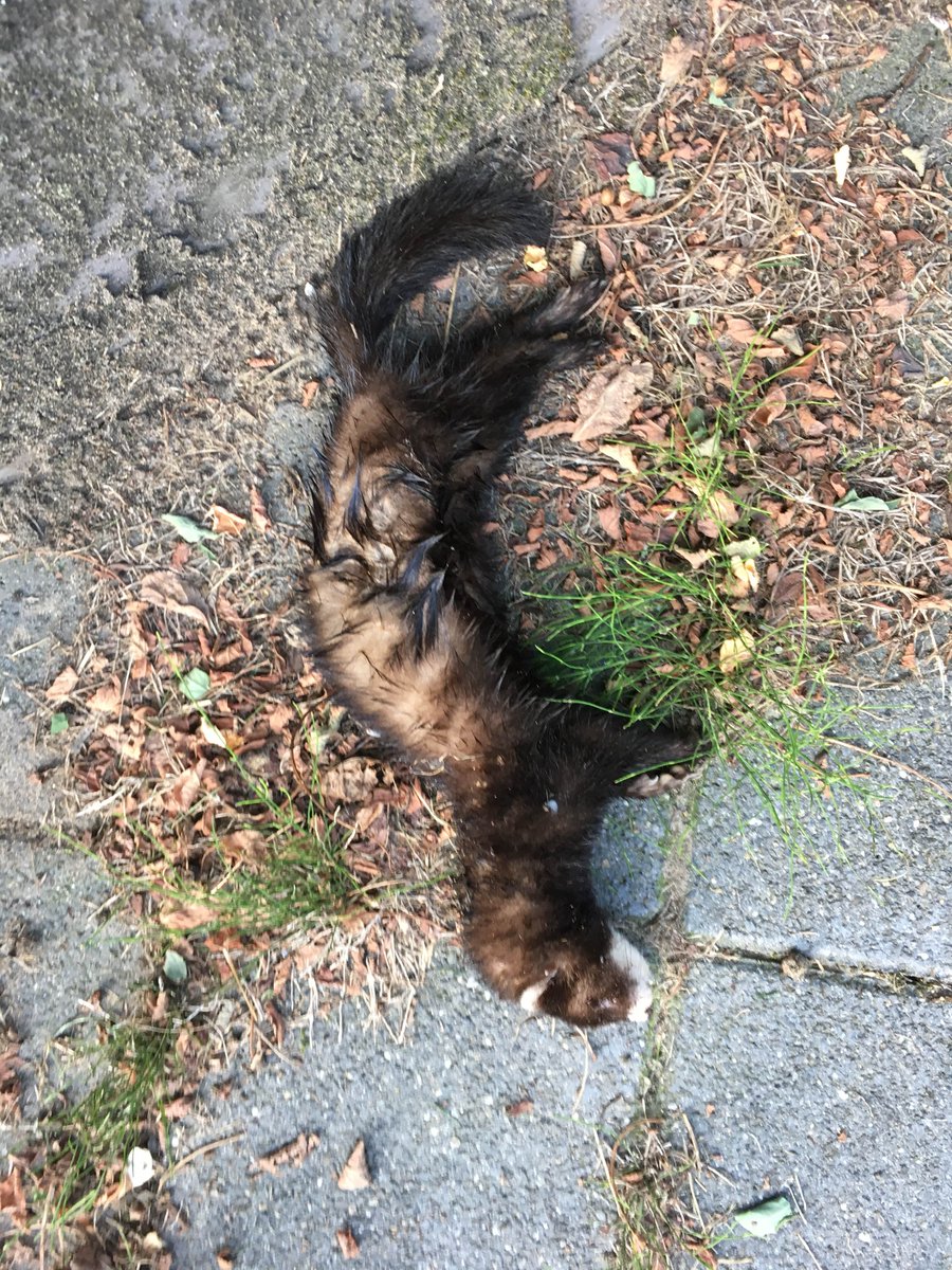 Roy Meijer ロイ マイヤー tweet media