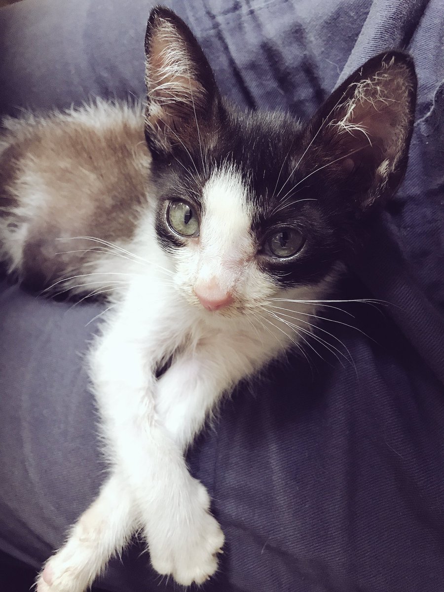 Moshiya 猫 小 ひざに乗せて作業をすることにより 猫が飛び降りる前に作業を終わらせなければ と 完了までのスピードが速くなるという研究結果が出ています 白黒のねこ