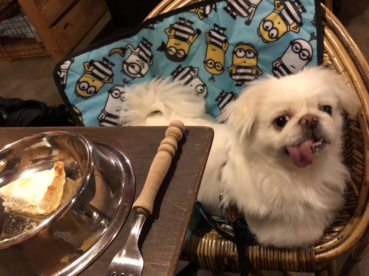 豆ふちゃん2015 8 31 On Twitter もうすぐ3歳 ェ ワン お祝いしました 美味しいヨーグルトケーキでした ペキニーズ 誕生日おめでとう ドッグカフェ Woof