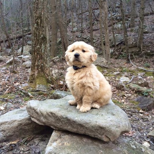 Fluffy McFluffleton of Fluffland 😍