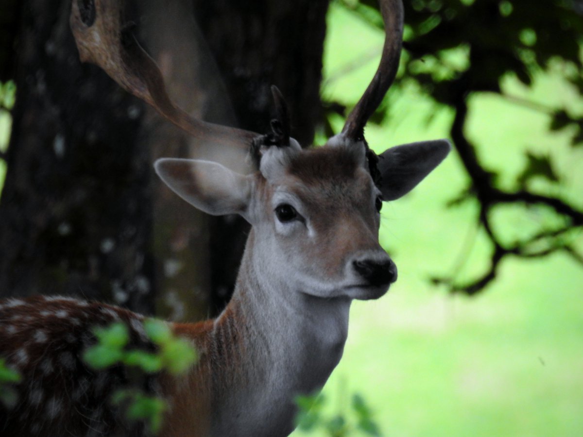 NTDyrhamPark's tweet photo. It's that time of year again when our fallow deer herd start shedding the velvet from their antlers. As their antlers stop growing for the year, the velvet gets really itchy and they scratch them against trees. This is where we get the term 'in tatters' #intatters #dyrhamparkdeer https://t.co/wqOcgwN8YQ