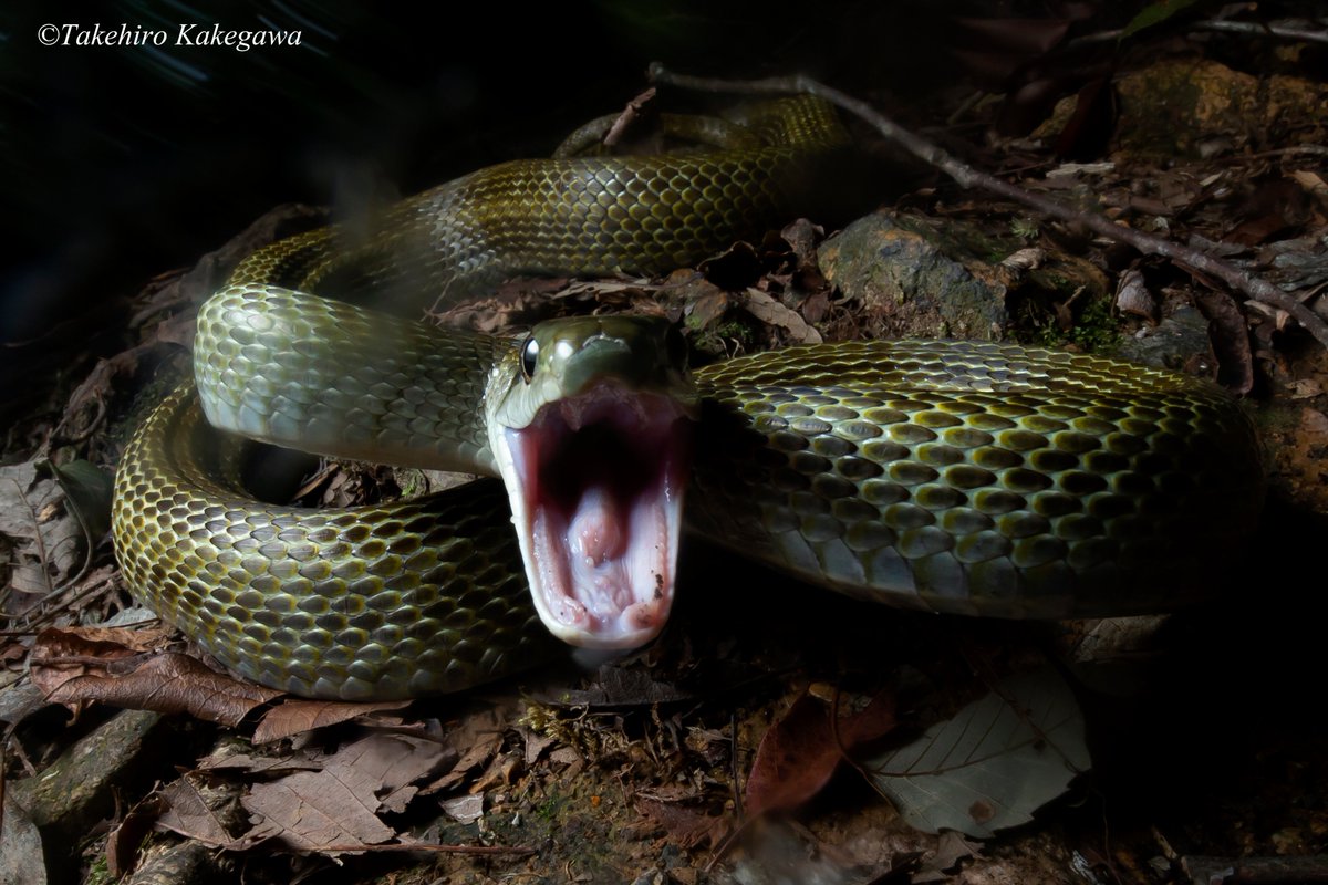 成れ果てのメカトナ 写真集coming Soon 荒ぶる神 基本的に穏やかといわれるアオダイショウ しかし僕は彼が日本で一番気性が荒い蛇だと常日頃から感じる 口をいっぱいに開けての威嚇と狂ったかのように噛付いてくるその動きは穏やかとはかけ離れた一面を持つ