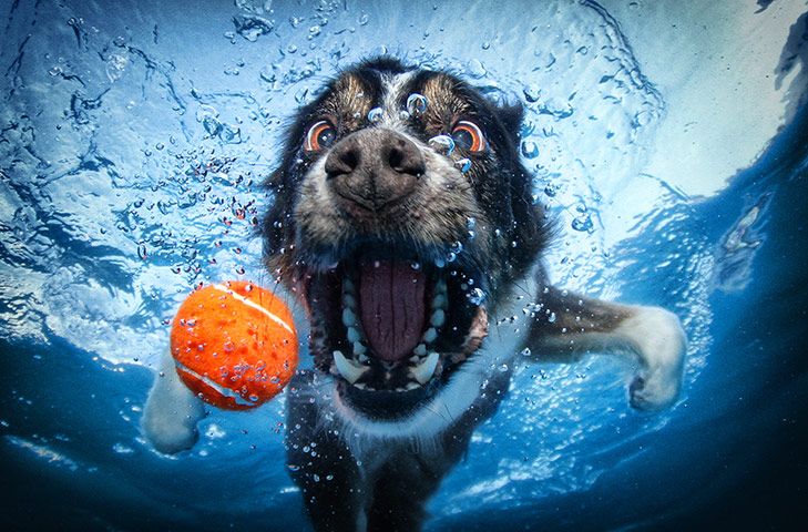 heyjohnmason's tweet photo. Today I learned there is such a thing as "underwater dog photography".  A google image search for those terms is AMAZING. 😁 https://t.co/oEBNO4Eu2R