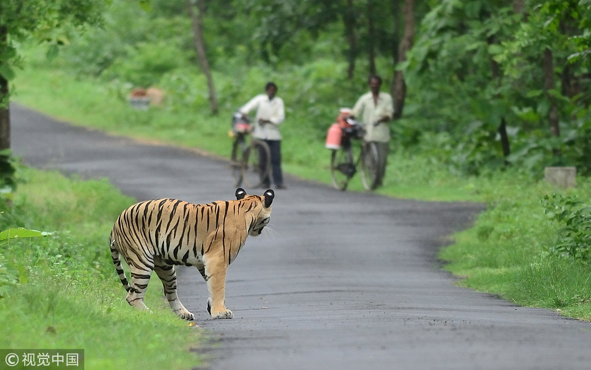CGTN on X: "A Bengal tiger and two villagers bumped in to each other at a Wildlife Sanctuary in Maharashtra, India https://t.co/AGEz2kvmOT" / X