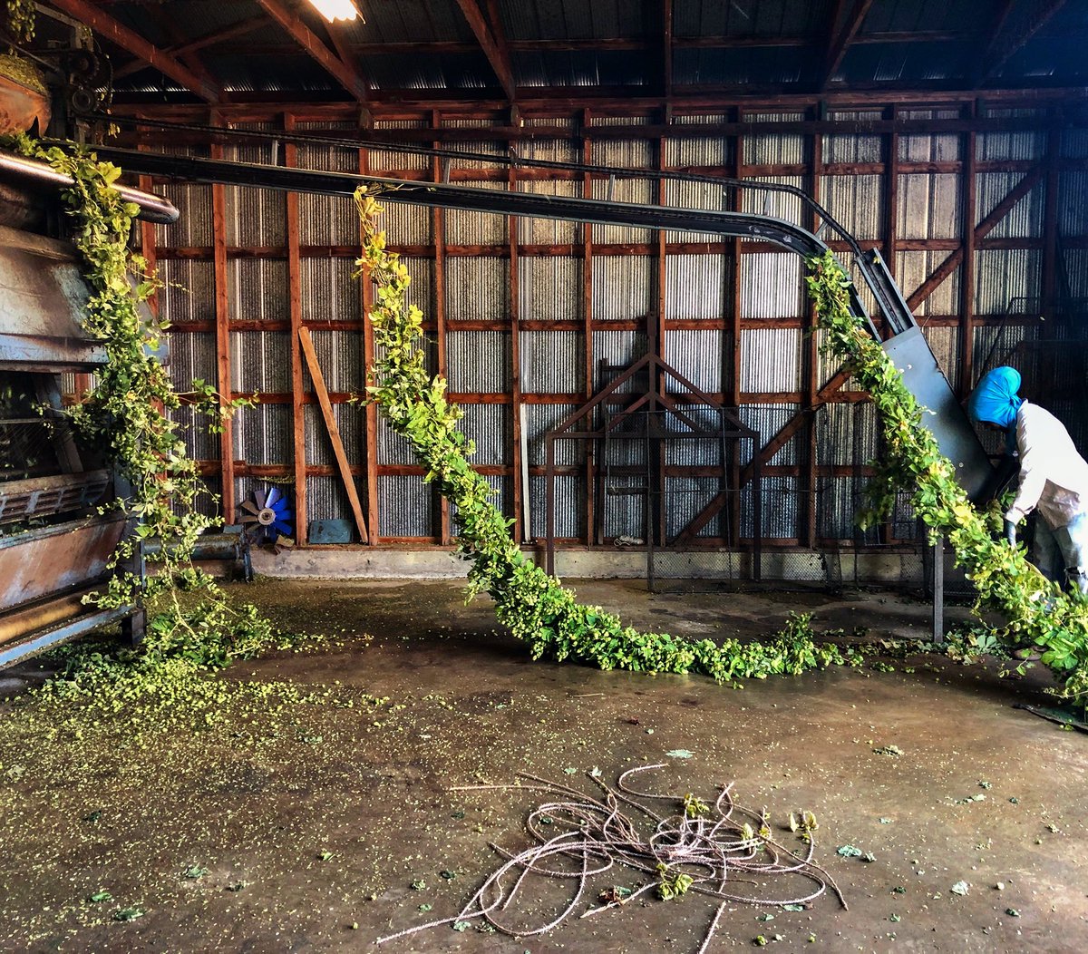 It’s harvest time, baby! The first fresh hops from the Hometown Hop Co. yard are on their way to your glass! Many thanks to VQH Farms &amp; King Lake Farms for your help &amp; cooperation #welcomehome