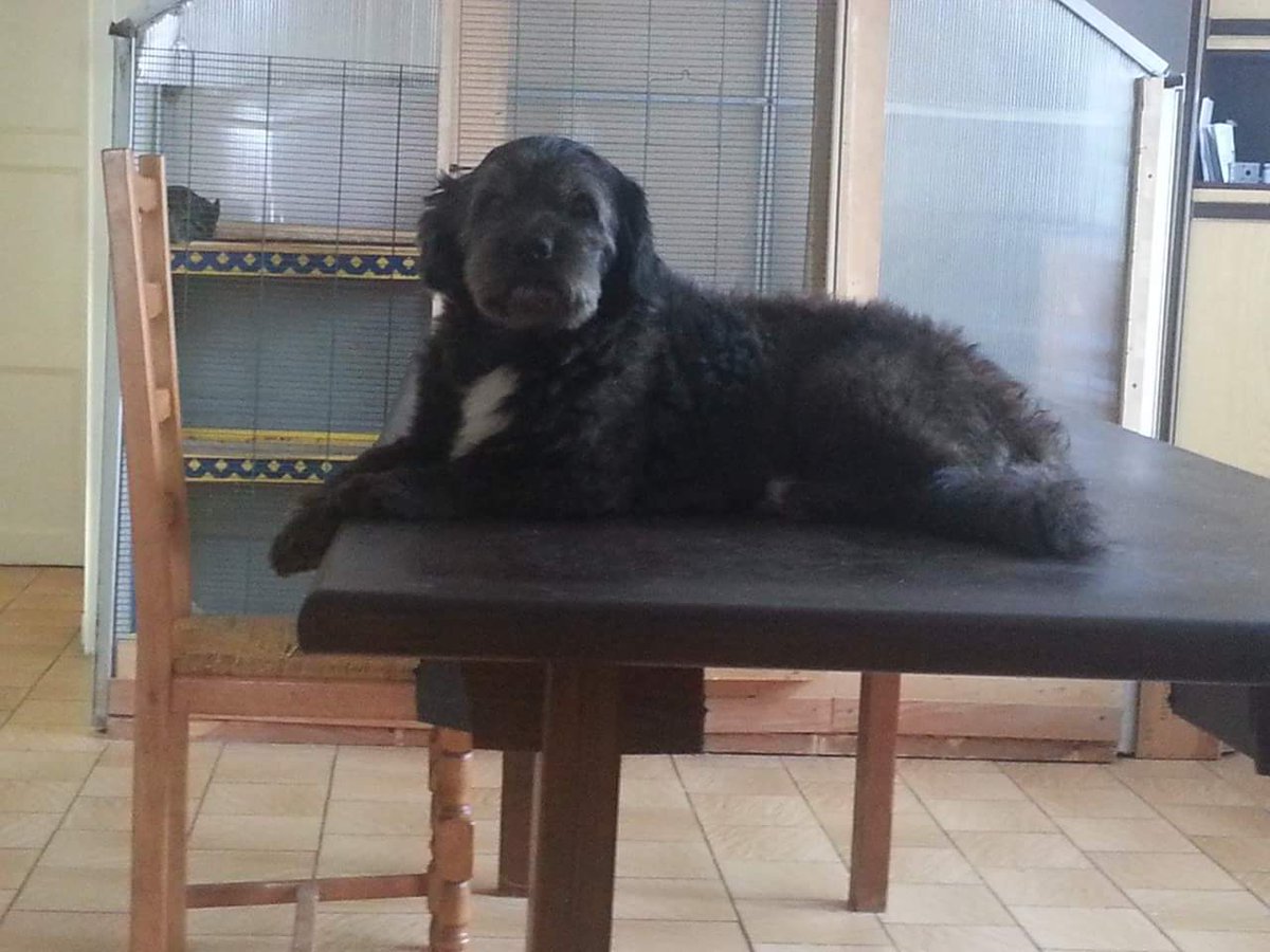 Repose en paix petit Tom. Tes 17 ans de vie se sont terminées avec plein d'amour. Tu vas nous manquer. On pensera toujours à toi.