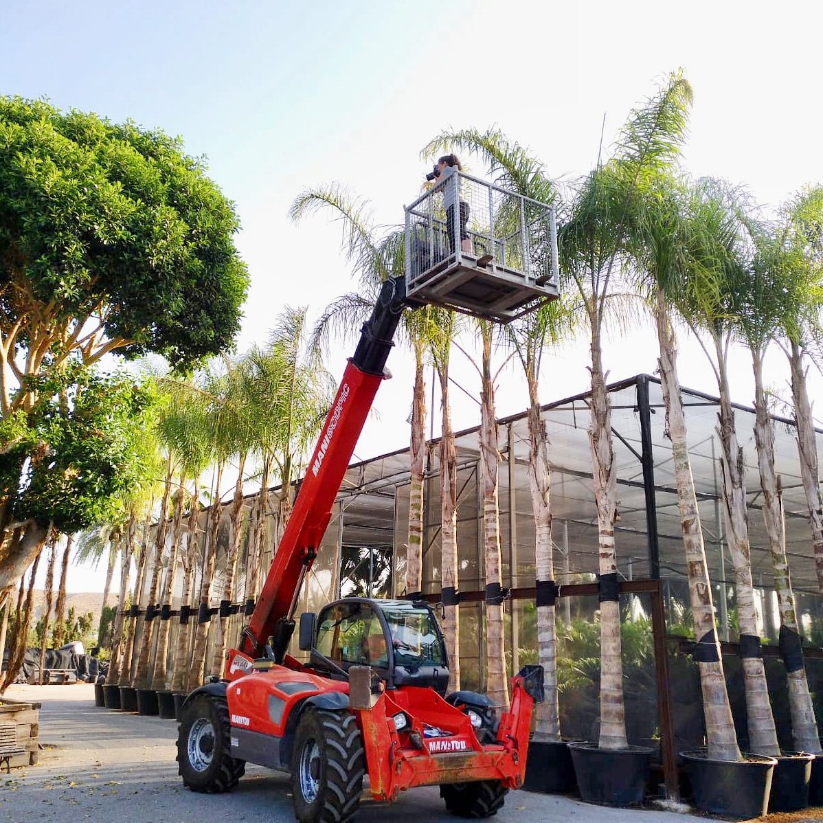Hoy he realizado un trabajo de altura: fotografiar los árboles y las instalaciones de Viveros La Finca, en Elche, desde una cesta subida por una máquina elevadora.
#foto #fotografía #Photography #photo #Photographie #fotocorporativa #viveros #Elche