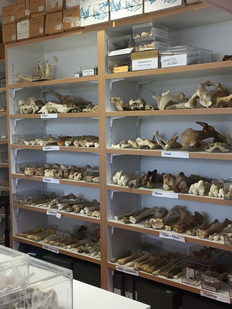 fra_dausilio's tweet photo. Archaeology and meat diet @UnivTours for our #iehcasu18 day lecture @IEHCA_Network https://t.co/UMMDNBOqCZ