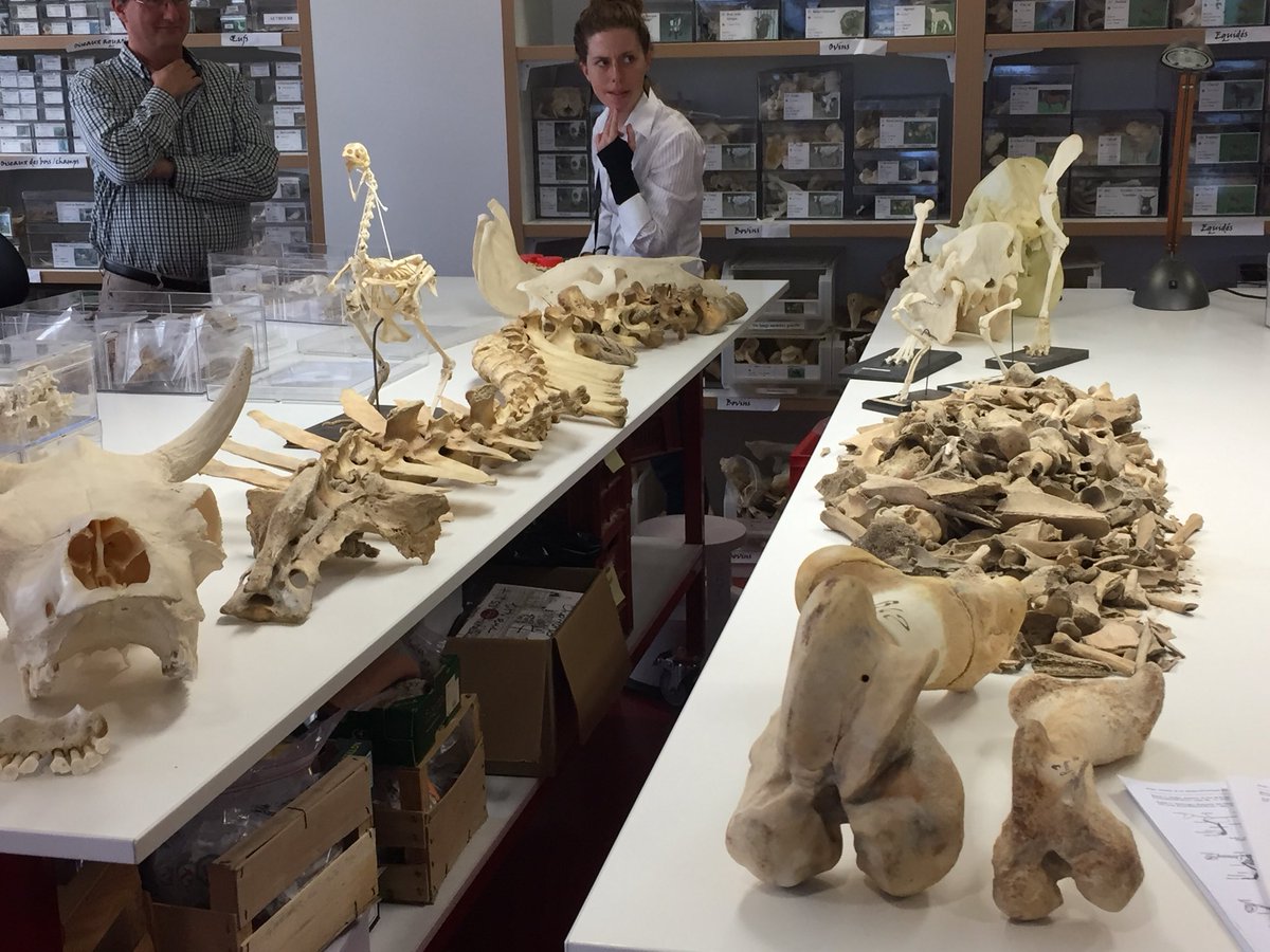 fra_dausilio's tweet photo. Archaeology and meat diet @UnivTours for our #iehcasu18 day lecture @IEHCA_Network https://t.co/UMMDNBOqCZ