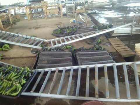 AmbaChild1111's tweet photo. Paul Biya's Terrorist Military Gang Keeps Burning Our Establishments !! CDC Banana Storage Centre Bafanja1 Completely Burnt Down! ! 24/08/2018
@PaulKagame @POTUS @antonioguterres @EmmanuelMacron @amnesty @UNHumanRights @commonwealthsec @nikkihaley @PunchlineAfric @camanpour https://t.co/2B00vOuPOB