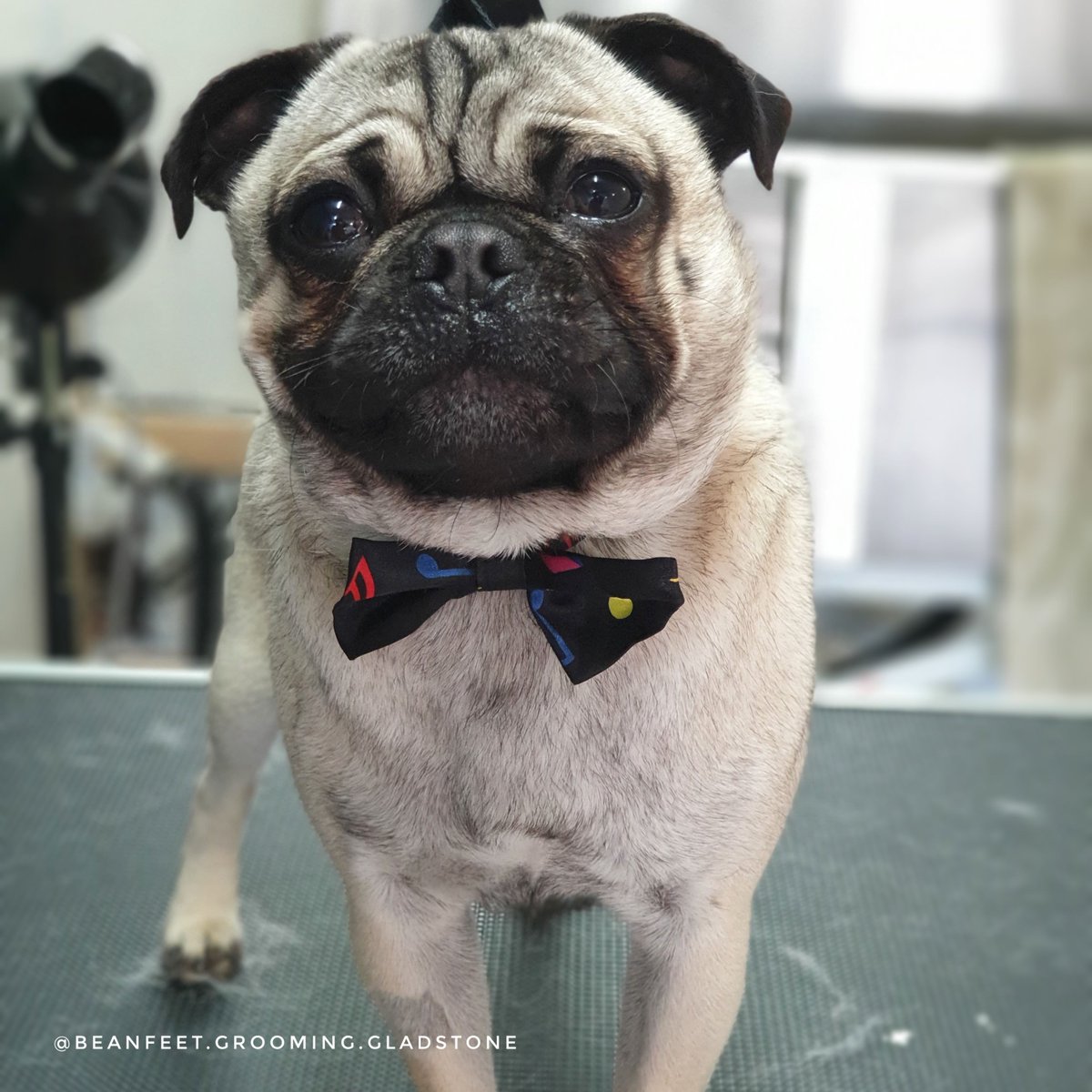 BeanfeetG's tweet photo. I 💗 Pebbles. Doesn't everyone?
#pug #dogstagram #dogsofinstagram #dogsoftwitter #doggo #doggos #pugsofmelbourne #lovedogs #dogslife #dogsofmelbourne #doggrooming #cute #cutedogs https://t.co/31ApEc9My8