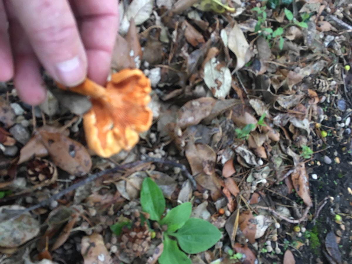 Stephen Bulmer tweet media