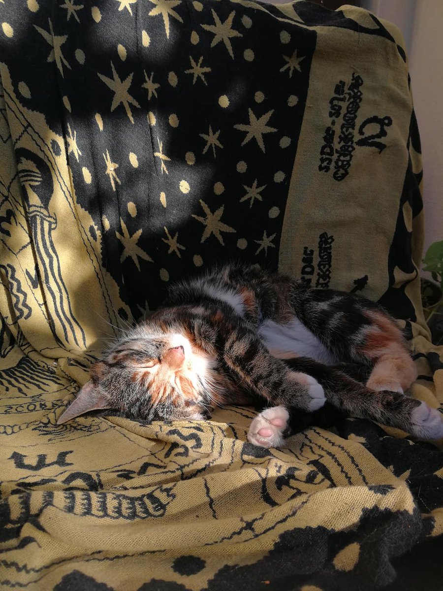 kattweaver's tweet photo. @PetsLocated Our little Audrey has not been seen in 24 hours, maybe not long enough to reported missing but she's almost always at my side! Watford WD17 location https://t.co/I1ZlVAihLU