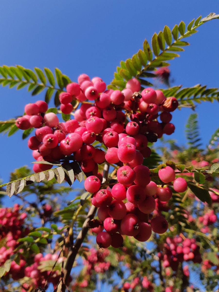 Sorbus Pearly King'