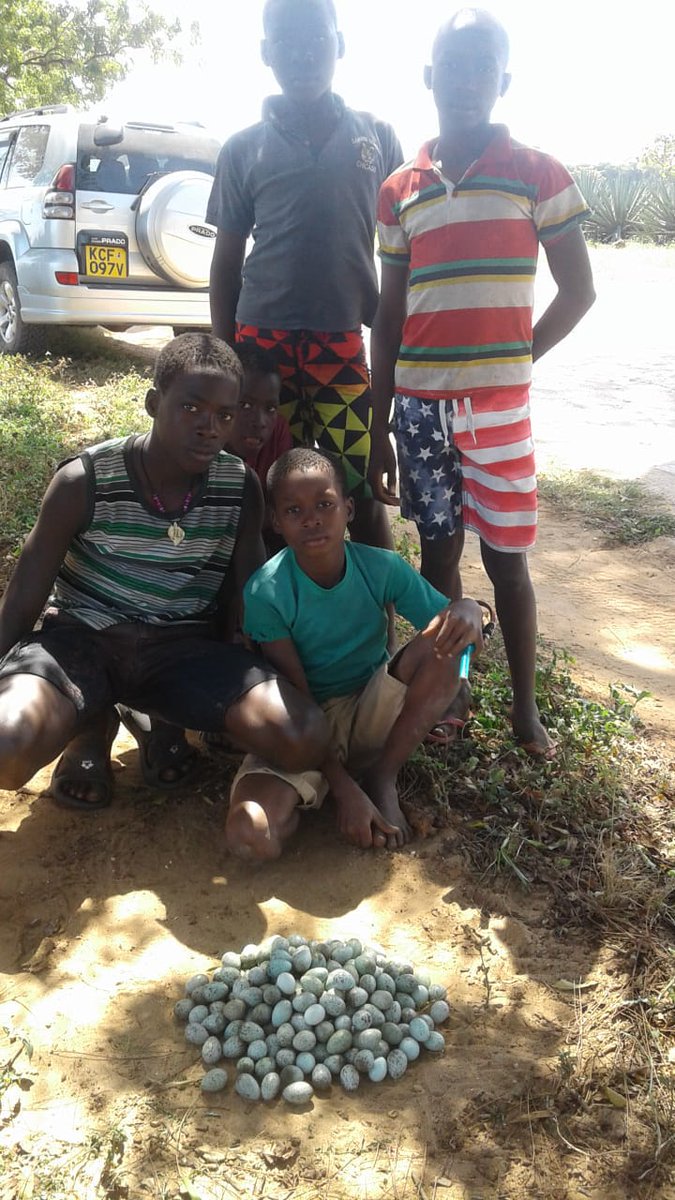 VipingoRidge's tweet image. With the Crow Control fund paying kids in Vipingo 20/- per egg, they’re earning great pocket money!We’re collecting hundreds of eggs weekly with the biggest haul so far at 261. Loving the positive impact on indigenous bird life in Vipingo
#crowcontrol #birds #survive #inparadise