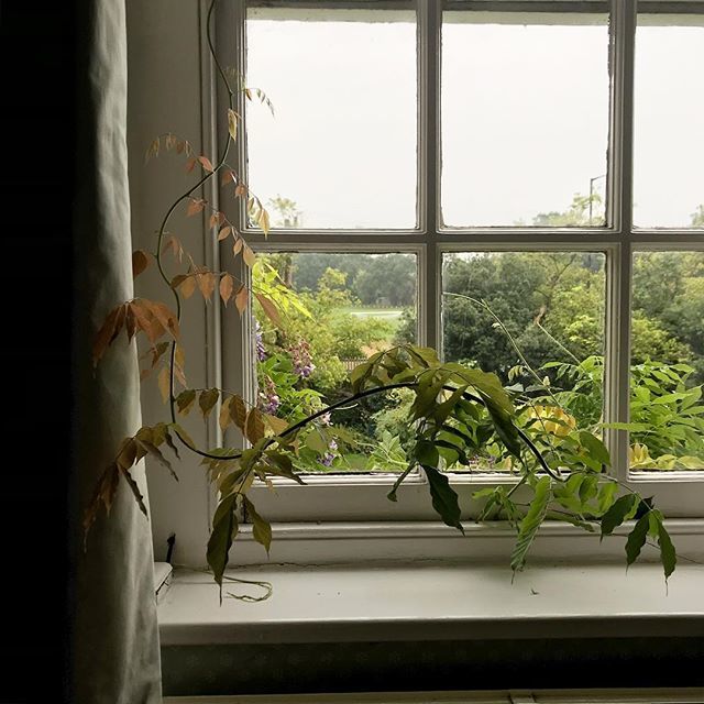 ksellersfrade's tweet image. You know your home is ready for the renovation to start once the Wisteria starts creeping inside after you’ve been away for a few weeks! #houserenovation #planning #oldwindows #newhome #bigproject #architecture #dulwich #1930s #neogeorgian #interiors #interiorstylist