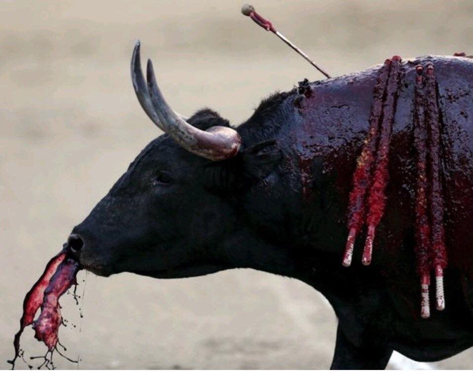 La razón por la que no soy socia de @aecc_es 👉🏻 el dinero no puede estar manchado de sangre ni obtenido de manera no ética. 

Muletazos solidarios laopiniondezamora.es/toro/2018/08/0… vía <a href="/opiniondezamora/">LA OPINIÓN DE ZAMORA</a> #TauromaquiaEsViolencia