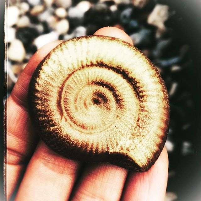 Just doing a little experimenting instead of all the jobs I should be doing....an iron pyrite ammonite....made of chocolate! #chocolatefossils #pyriteammonite #fossilfood #ammonitefossil #lovechocolate #lymeregis #jurassiccoast #jurrassicfossils ift.tt/2POBMbk