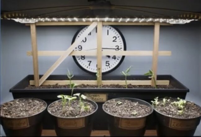 SunPatchLight's tweet photo. GrowTest Experiment - #Day7 - 2 identical sets of plants -one sitting by window the other under Sun Patch Lights #HelloGreenBean #WhoWinning https://t.co/0e9KS9sugI