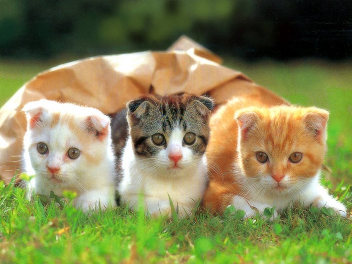NancyInCats tweet picture