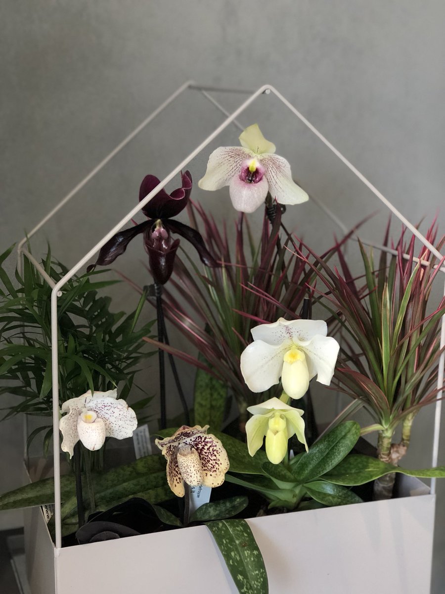 ExoticPlantStud's tweet photo. House 🏠 👨‍👩‍👧‍👦 #Paphiopedilum #orchids #ExoticPlantStud https://t.co/TYTpPkQk0V
