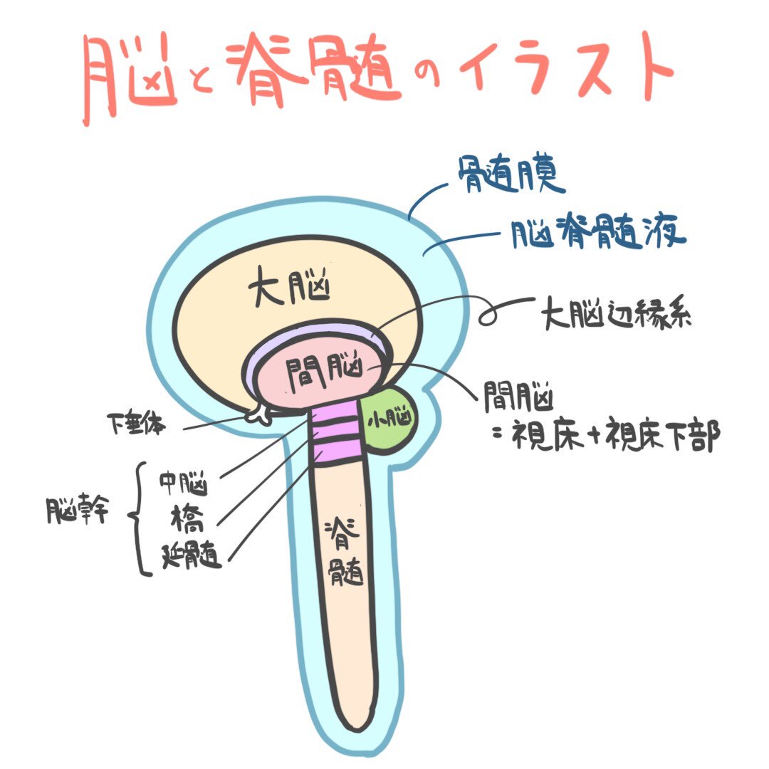 ゴロ 解剖生理イラスト V Twitter 脳と脊髄のイラストを描けるようにしておくと 神経系の勉強が少し楽になりますぜ