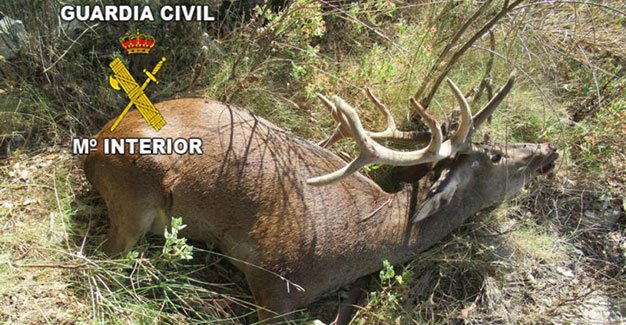 Tres furtivos rompen la alambrada de un coto y abaten un ciervo bit.ly/2PMtf8s #ElCotodeCaza #Caza #Cazadores #Furtivos #Furtivismo #Ciervo #Jaén #Jabalcuz #Andalucía #Seprona #GuardiaCivil #Delito #Fauna