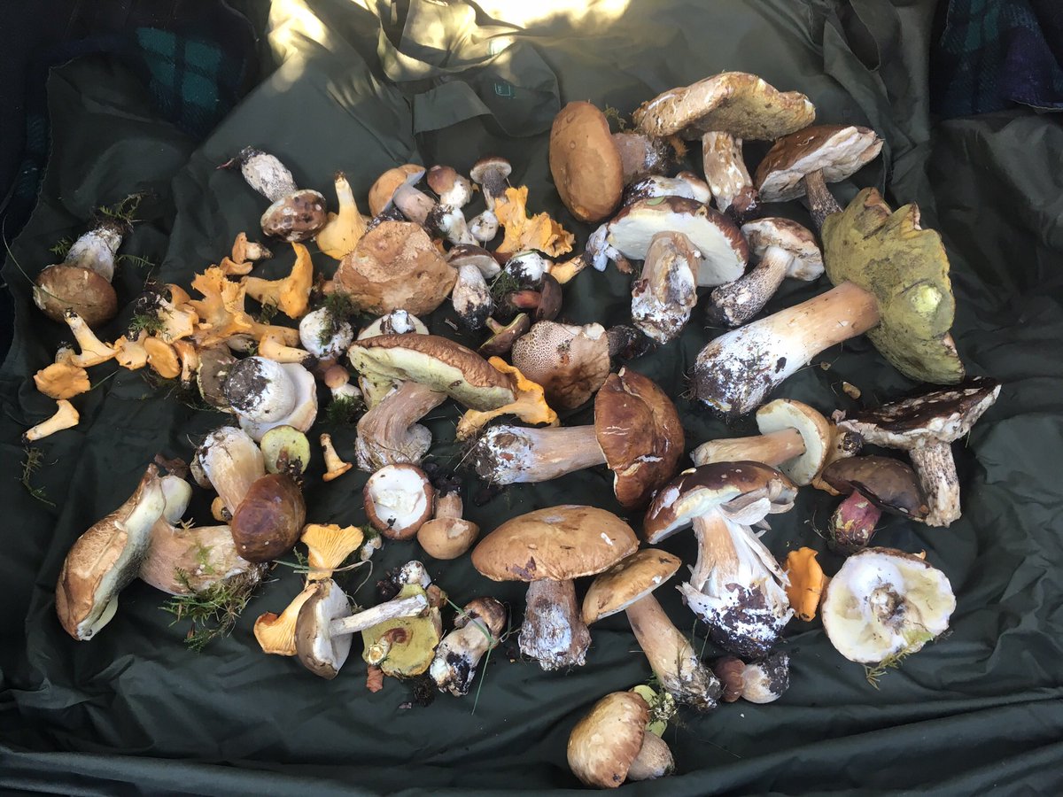 Stephen Bulmer tweet media