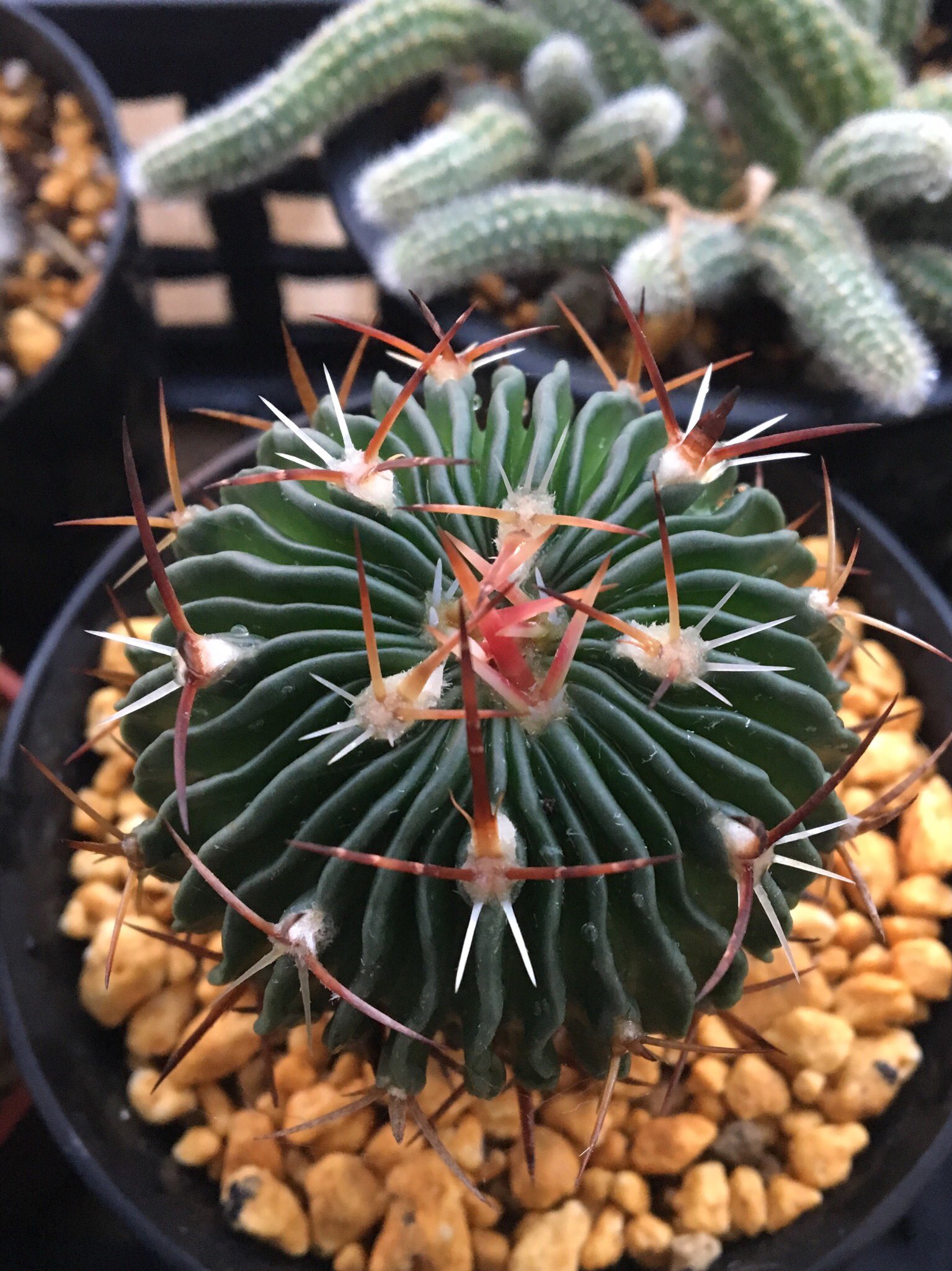 泥蜂 サボテンの皆さん水やり完了 蚊取り線香が切れて死ぬかと思った 頭からぶっかけましたがダニ予防になったりするだろか サボテン 縮玉 獅子王丸 大豪丸 白鳥座 T Co Rlzypi5bhg Twitter 泥蜂 サボテンの皆さん水やり完了 蚊取り線香が切れて死ぬかと思った 頭からぶっかけましたがダニ予防になったりするだろか サボテン 縮玉 獅子王丸 大豪丸 白鳥座 T Co Rlzypi5bhg Twitter