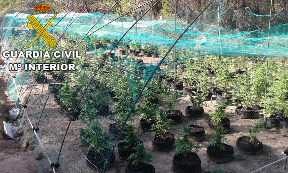 Durante el mes de agosto agentes de #Sarrion, #PuebladeValverde y #Calaceite han aprehendido alrededor de 460 plantas de marihuana en plantaciones ocultas de #ArcosdelasSalinas, #LinaresdeMora y #ArensdeLledó.
¡¡Buen trabajo!! 👏👏