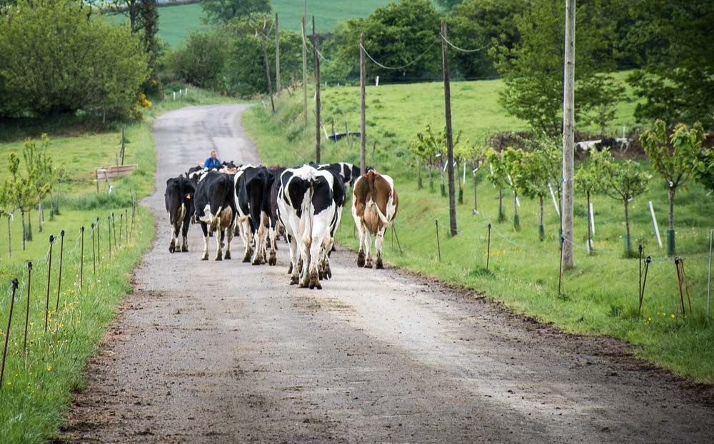 SIMV_RP's tweet image. En route vers un lait français bas carbone. la filière se dote de l’outil #Cap2ER, pour mesurer l’empreinte environnementale des fermes #laitières buff.ly/2NsuIPO #GES