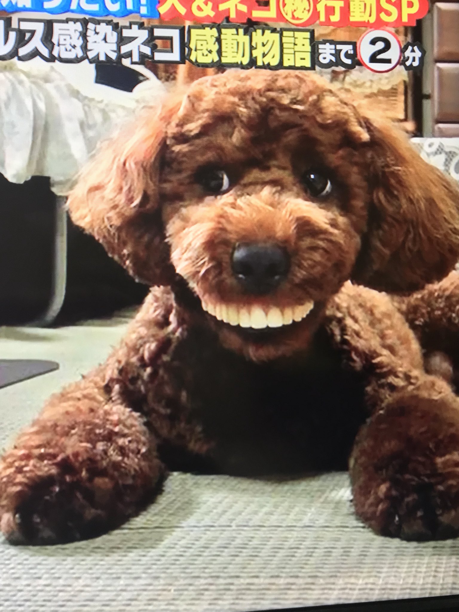 屋っさん 生き物にサンキュー に出てる トイプーのリクくん おばあちゃんが好きすぎるのは分かるけど 入れ歯加えるとはww これは爆笑ww可愛すぎるwww 入れ歯犬 T Co Spv9xiiey5 Twitter