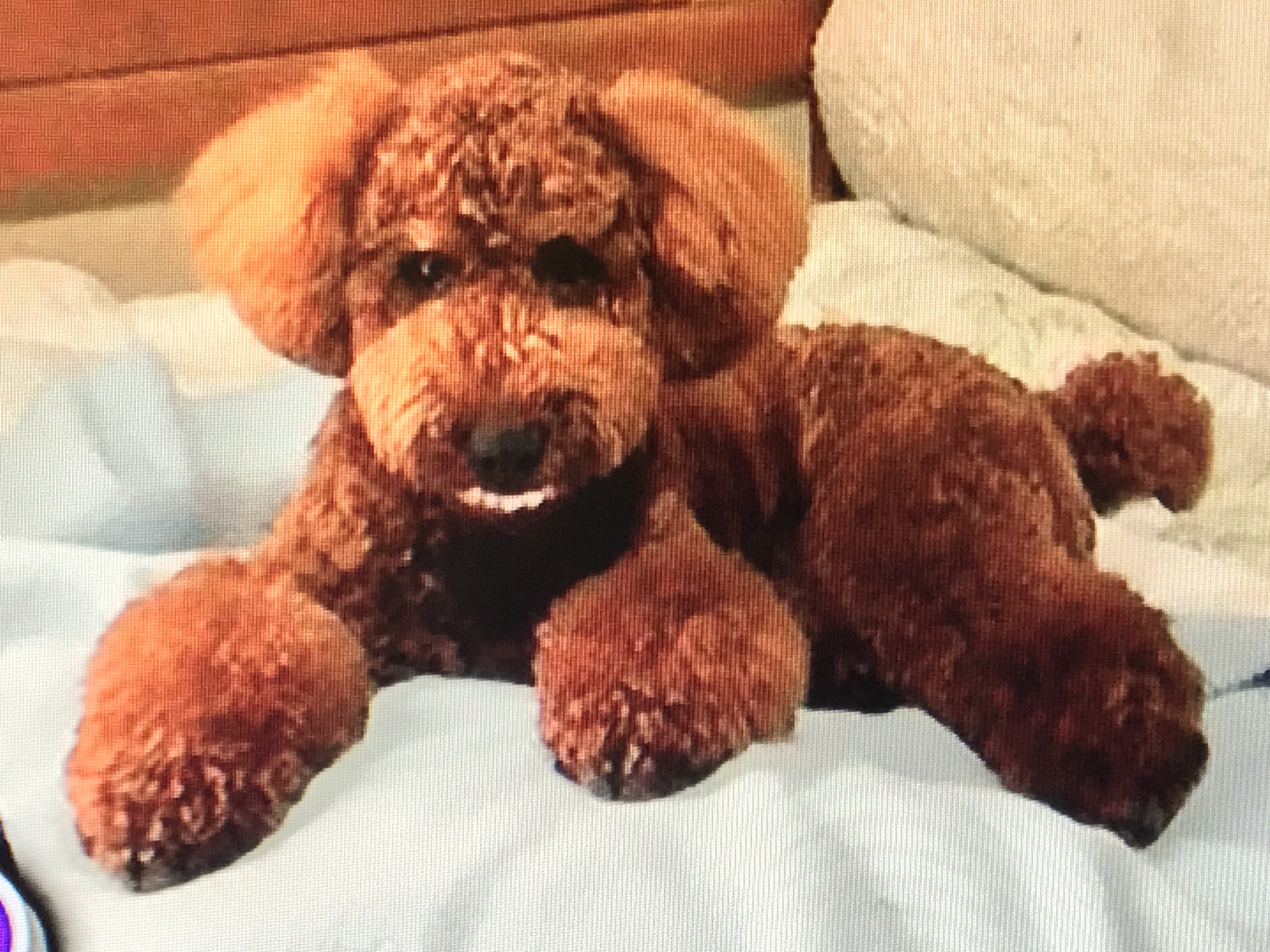 屋っさん 生き物にサンキュー に出てる トイプーのリクくん おばあちゃんが好きすぎるのは分かるけど 入れ歯加えるとはww これは爆笑ww可愛すぎるwww 入れ歯犬 T Co Spv9xiiey5 Twitter