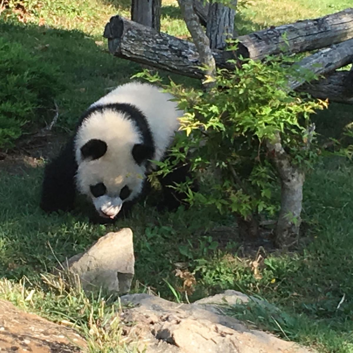 NRBlois's tweet photo. 🐼 #YuanMeng 🐼 a de nouveau les honneurs du petit écran... Rendez-vous ce mercredi 29 août sur #TMC #Beauval #LoirEtCher #médias --- >> https://t.co/apneX9NAmA https://t.co/HX11CCcrA8