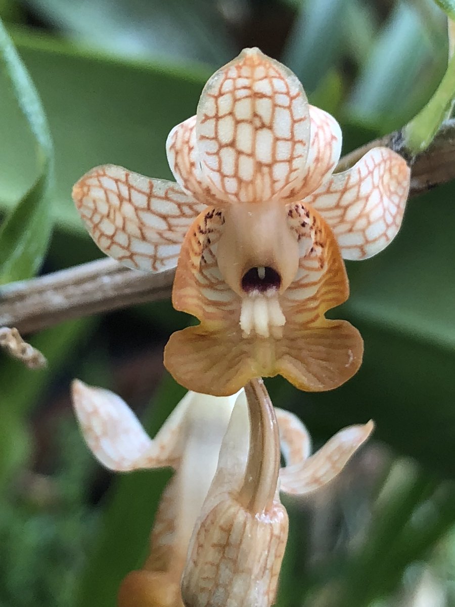MichaelBenedito's tweet photo. #dendrobium khanhoaense. Quite a mouthful of a name for such #dainty #vietnamese species! Only if the pattern could persist in #hybrids with larger flowers.... https://t.co/9w8t4v1y1K