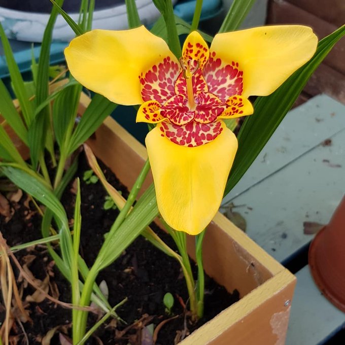 チグリジアの花言葉は 色別や品種別の花言葉はある 特徴や模様も紹介 2ページ目 Botanica