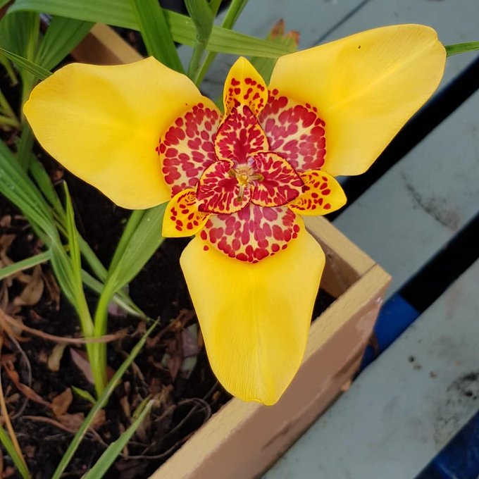 チグリジアの花言葉は 色別や品種別の花言葉はある 特徴や模様も紹介 2ページ目 Botanica
