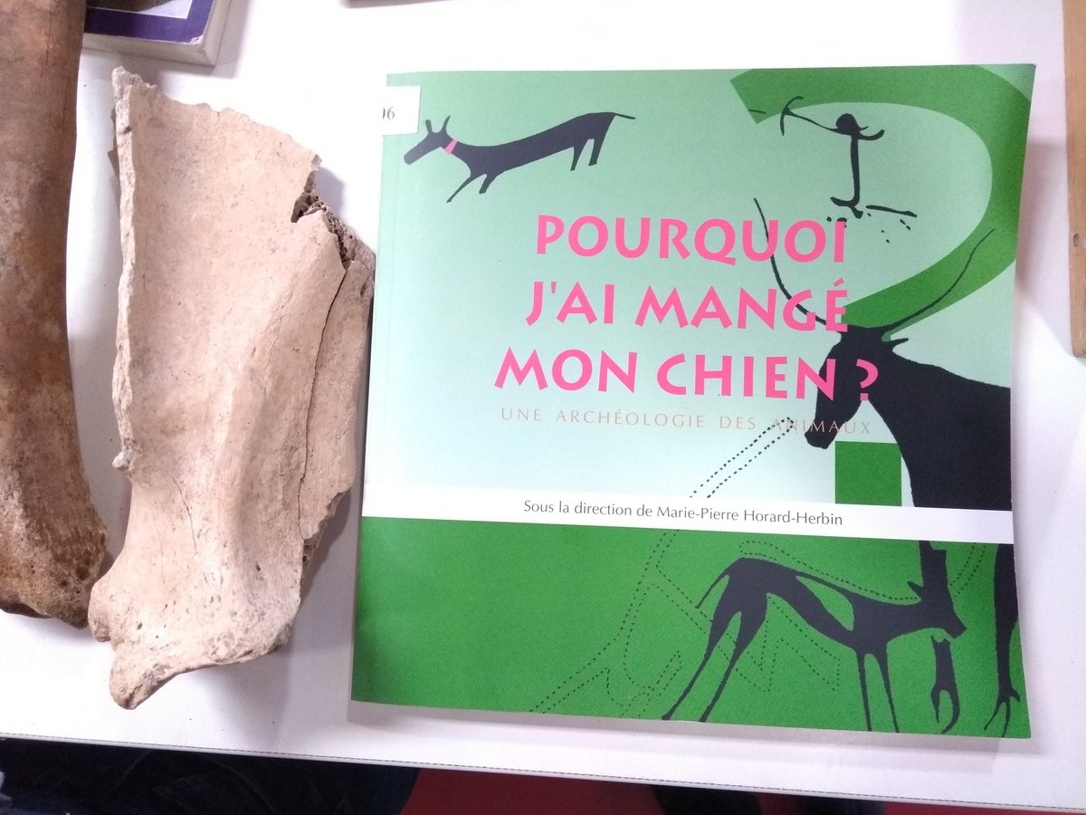 BliskoTokaju's tweet photo. Great lesson of Archeozoology and its dramatic questions at #iehcasu18. Thanks to Marie-Pierre Horard @UnivTours https://t.co/hAaLm1eprt
