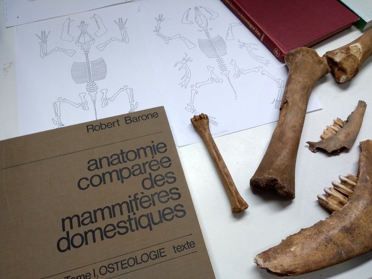 BliskoTokaju's tweet photo. Great lesson of Archeozoology and its dramatic questions at #iehcasu18. Thanks to Marie-Pierre Horard @UnivTours https://t.co/hAaLm1eprt