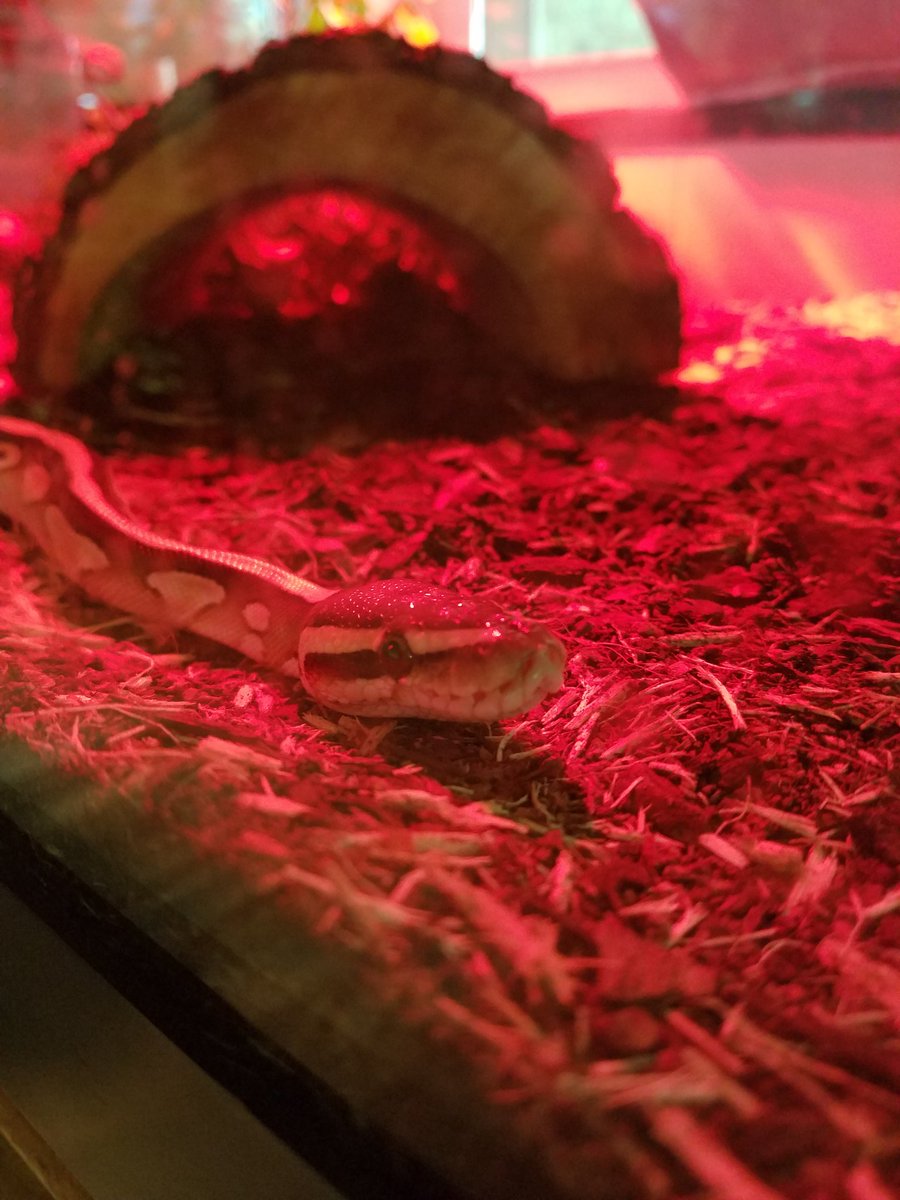 pythonpals's tweet image. Got fed

A food