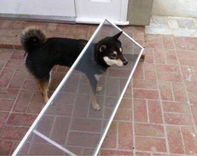 TheScreenmobile's tweet image. Are your pets making their own doggie door? The Screenmobile has you covered! 

Our Pet-Proof screens are 7x stronger than the standard fibreglass mesh and specifically designed to help you keep your sanity. 

Call today for a free quote 613-241-1111

#PetProof #ScreenRepair