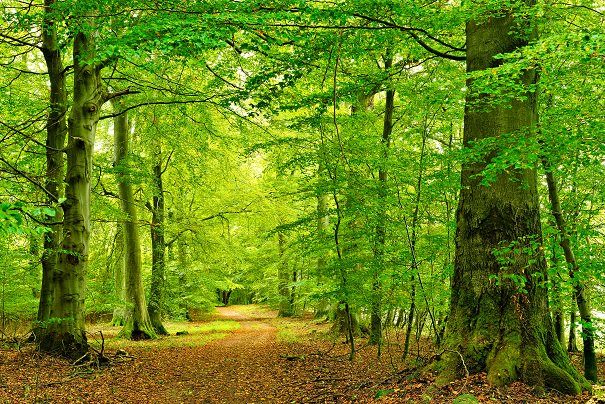 Did you know that whilst walking in woods or forests we breathe in phytoncides! These are part of a plants natural defence having antibacterial and antifungal qualities. For humans we then generate more white blood cells boosting our own immune systems. #ThursdayThoughts