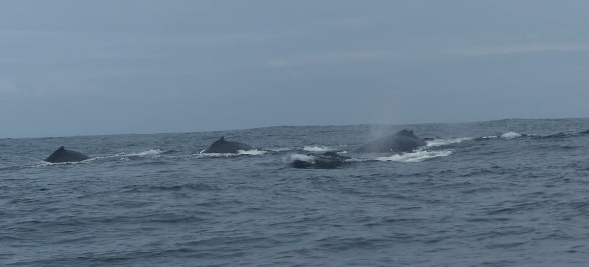 Babi Inside tweet media