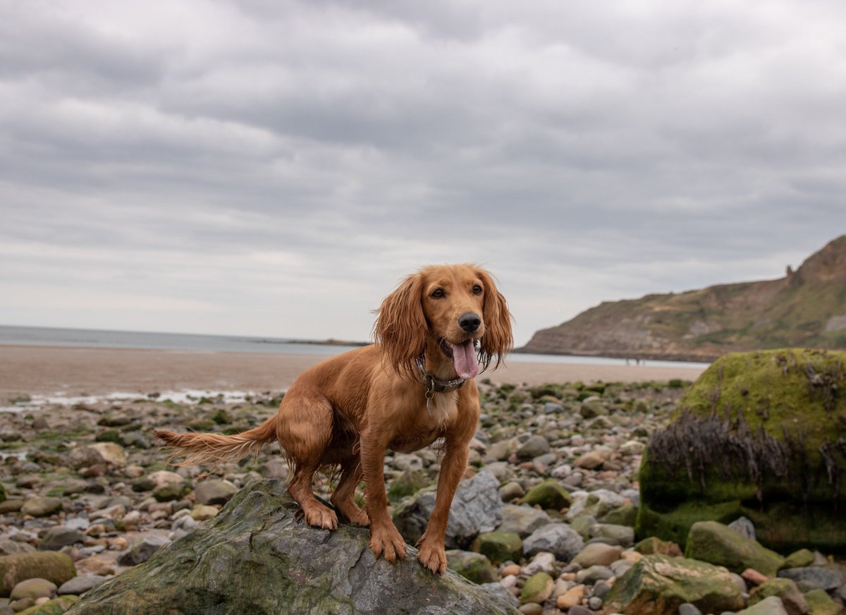 We have a new post all about #dogfriendly Filey and the surrounding area - we'd love you to have a little read 💚 woofwagwalk.co.uk/dog-friendly-y… #Dogsoftwitter #Yorkshire #dogblog #dogfriendlybeaches