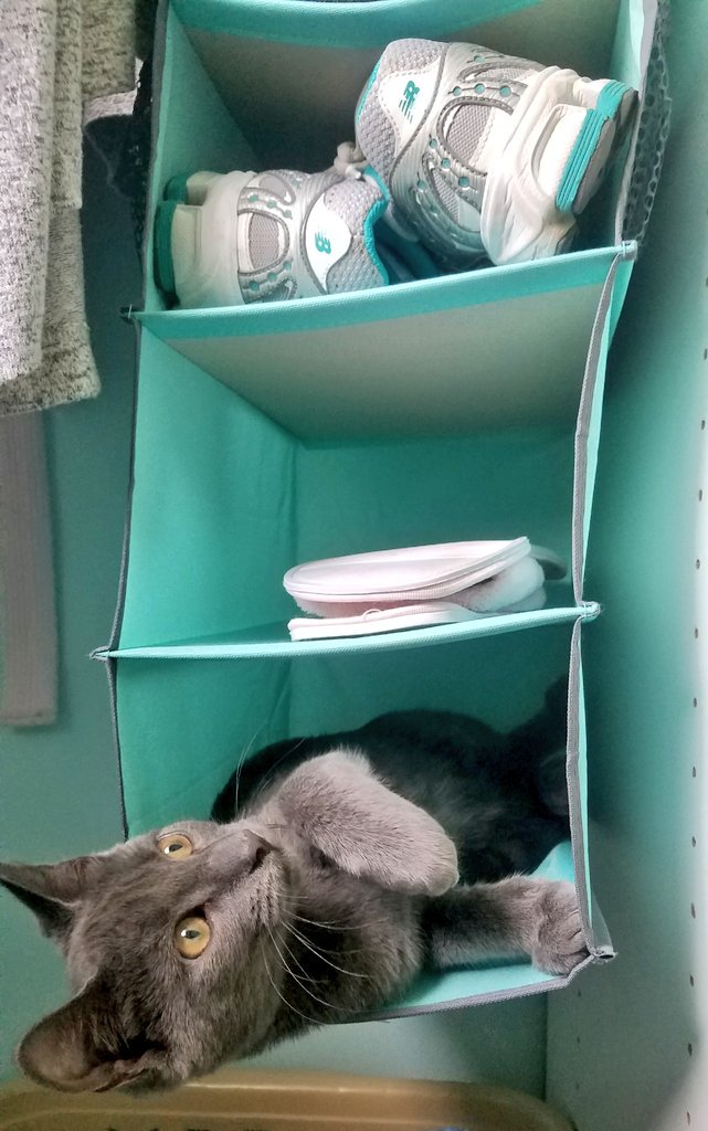 a small grey kitten leans out of the lowest cubby of a hanging shoe rack