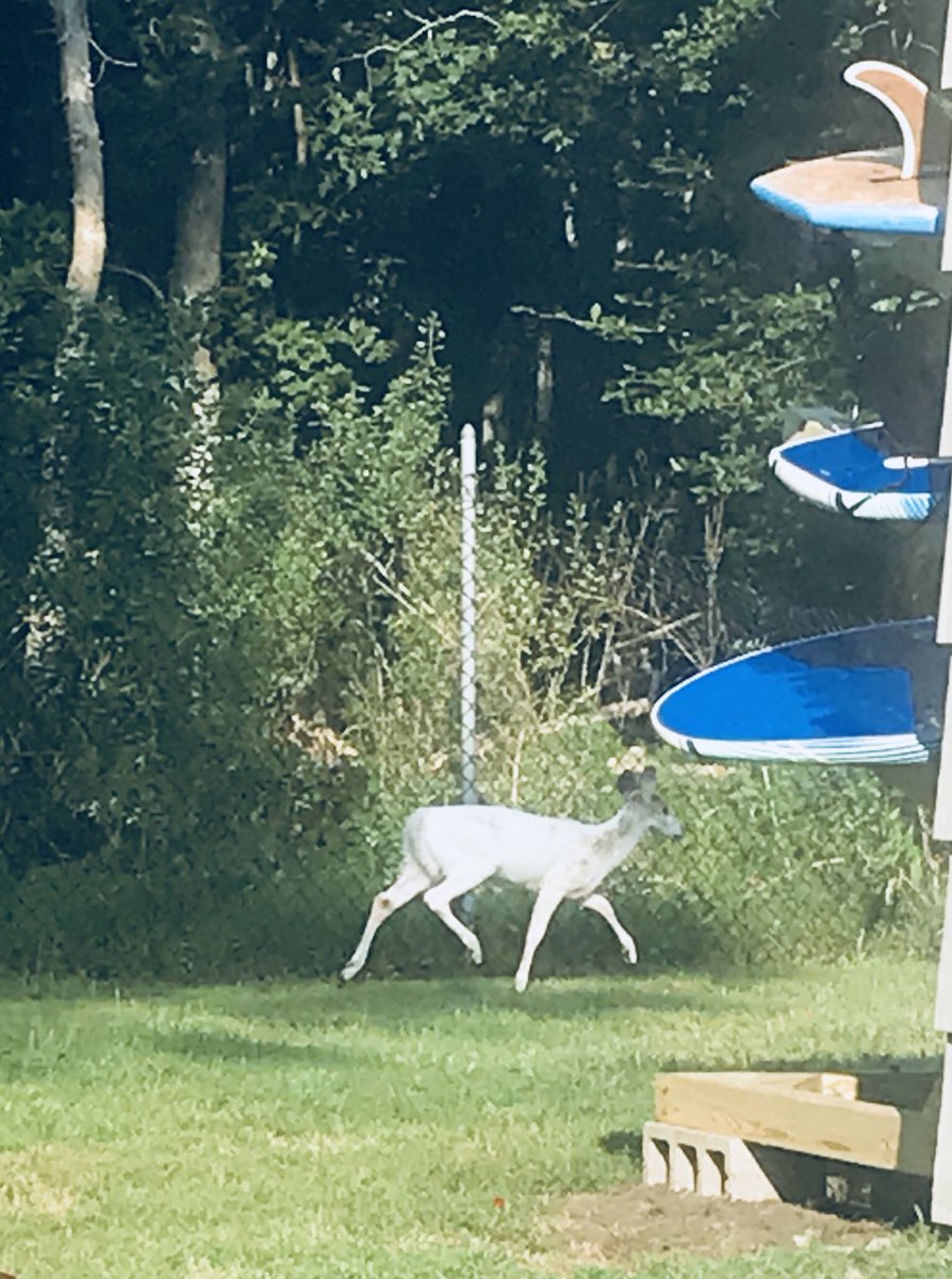 SaraLMarino's tweet photo. Hey @pomara_matt and @kellymgorham do you have one of these??? #whitedeer #albinodeer #naturecompetition https://t.co/8AXcYJtl4j