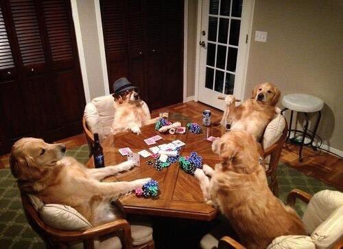 DogsByLisa's tweet image. How We Roll on Saturday Night #BigDogs
